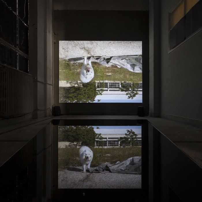 Manolis Daskalakis-Lemos, Feral Remnants (Dog), 2017